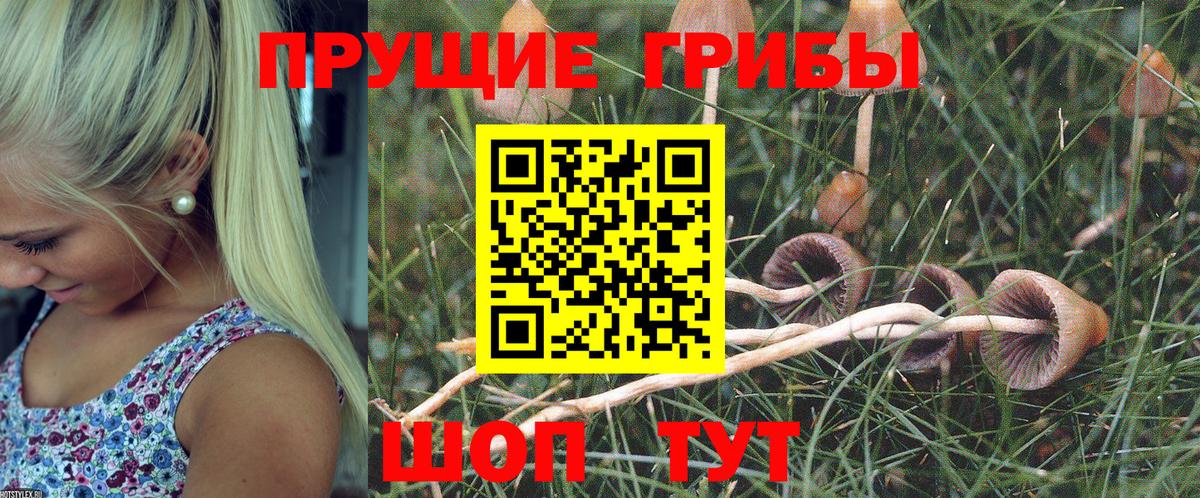 Галлюциногенные грибы Psilocybe  Вход с VPN  дарнет шоп  Ртищево 